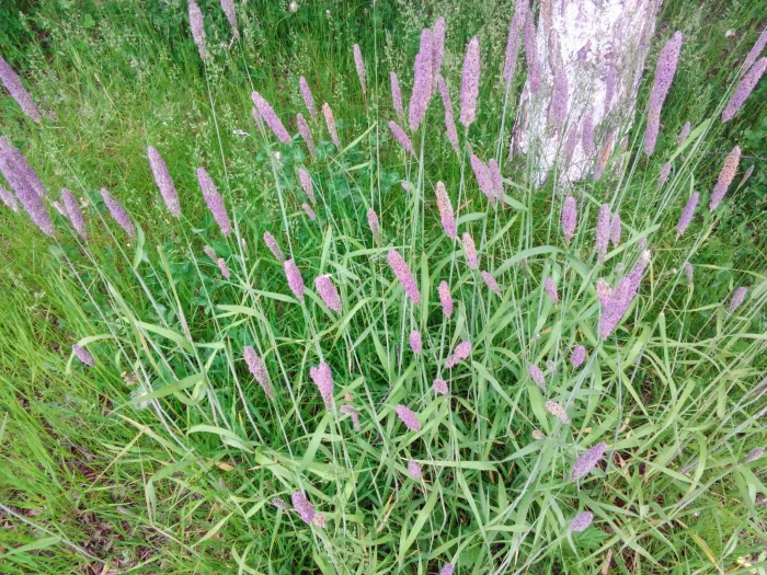 Phleum pratense image