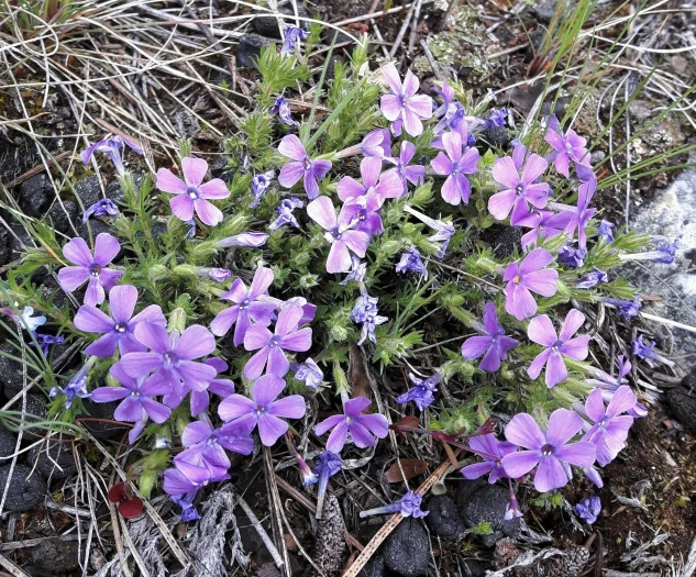 Phlox caespitosa image