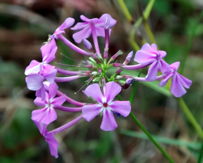 Phlox carolina image