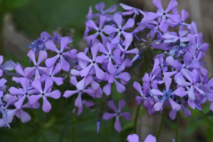 Phlox divaricata image