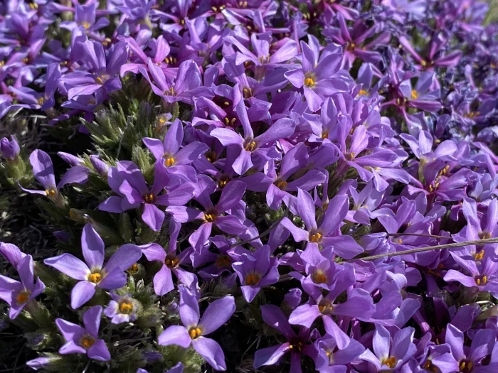 Phlox douglasii image