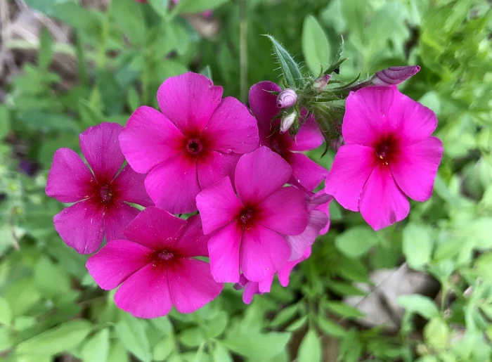 Phlox drummondii image