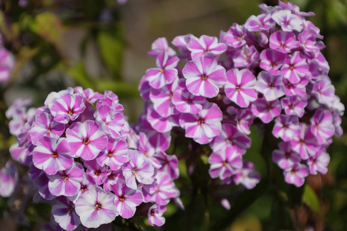 Phlox maculata image