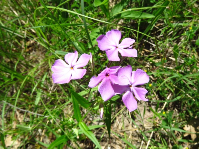 Phlox pilosa image