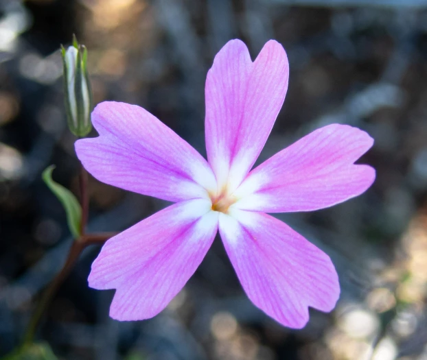 Phlox speciosa image