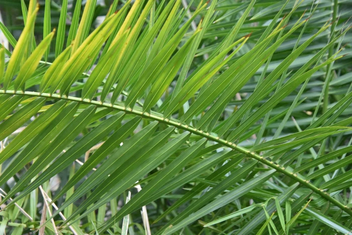 Phoenix reclinata image