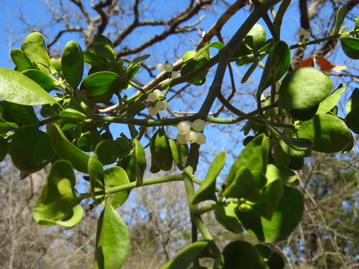 Phoradendron leucarpum image
