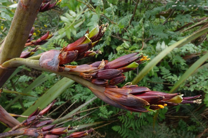 Phormium colensoi image