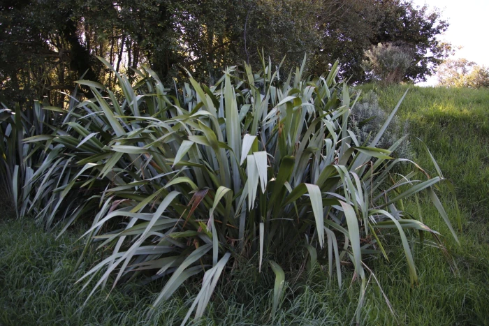 Phormium tenax image