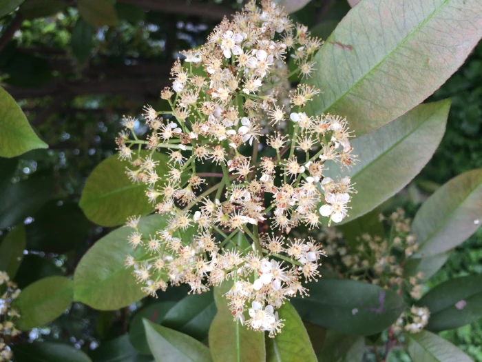 Photinia serratifolia image