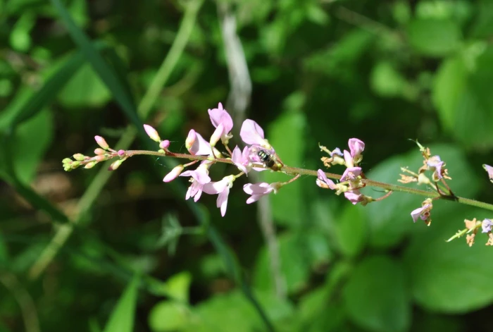 Phryma leptostachya image