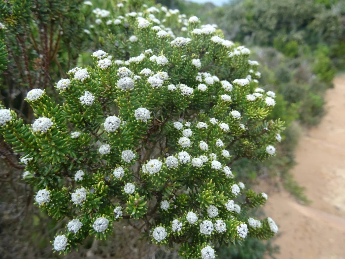 Phylica ericoides image
