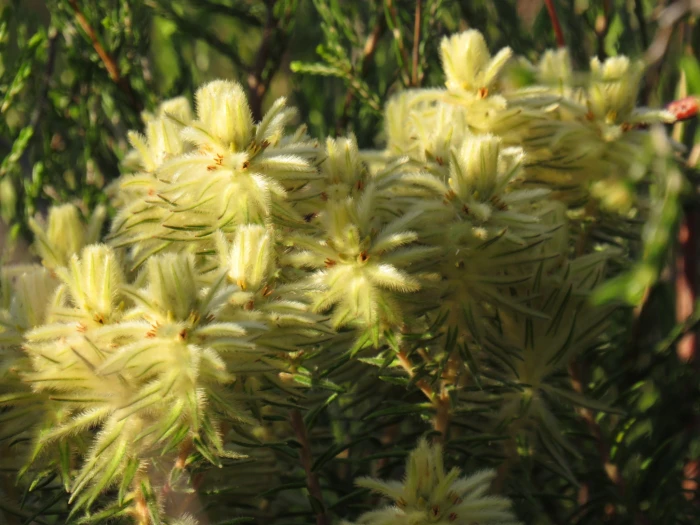 Phylica plumosa image