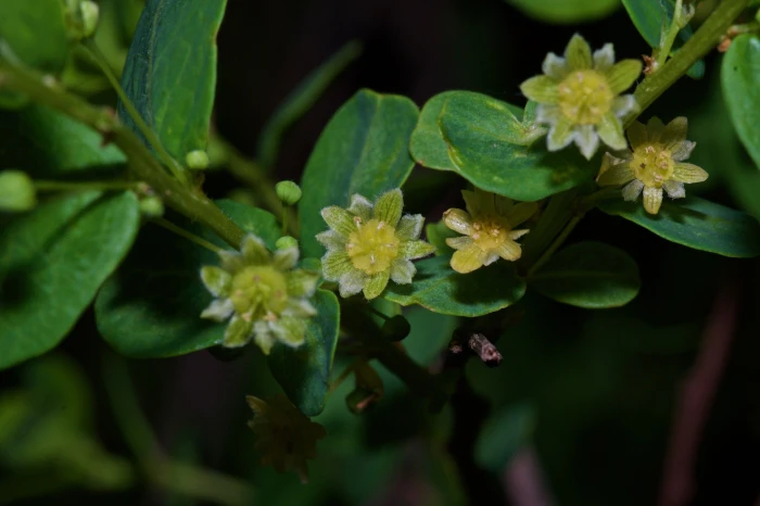 Phyllanthopsis phyllanthoides image