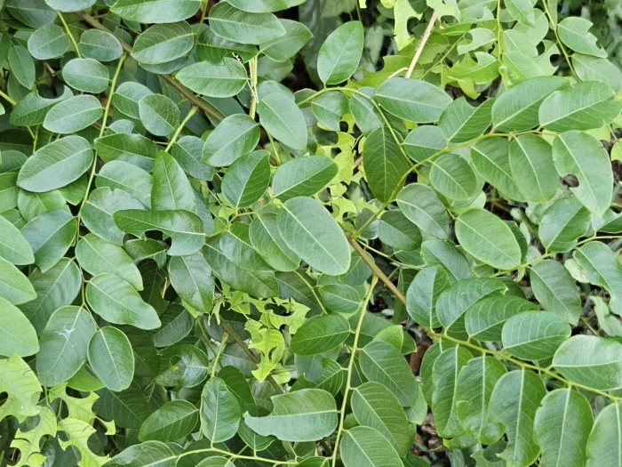 Phyllanthus reticulatus image