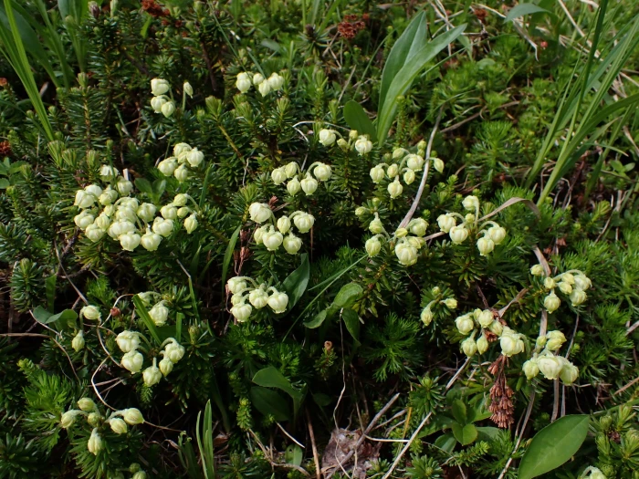 Phyllodoce aleutica image