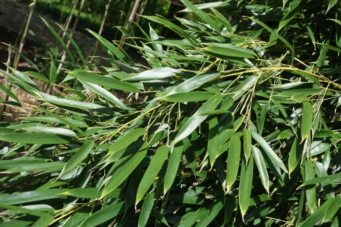 Phyllostachys aureosulcata image