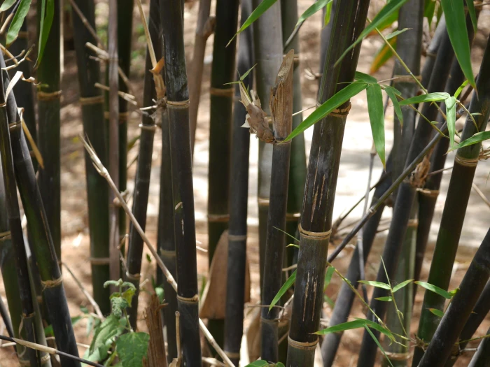 Phyllostachys nigra image