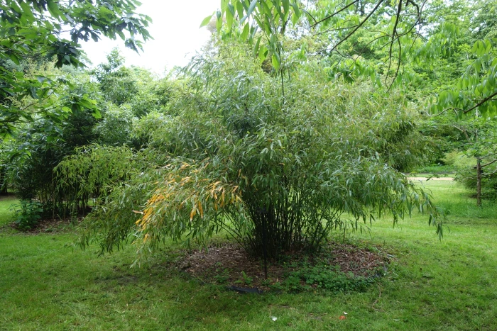 Phyllostachys nuda image