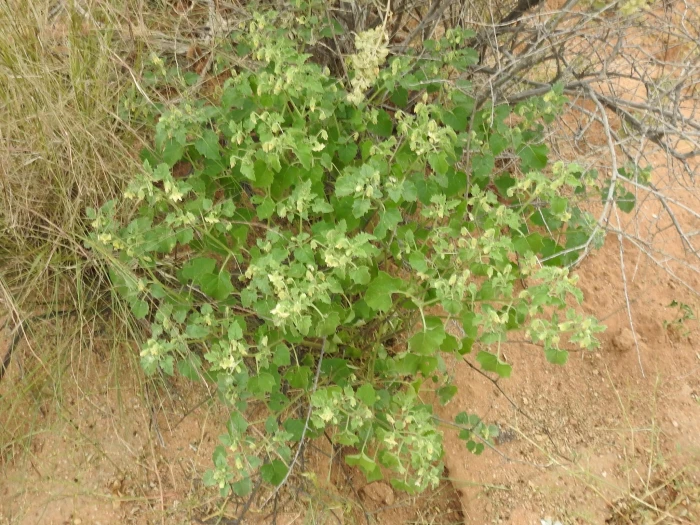Physalis hederifolia image