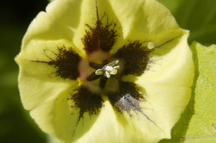 Physalis longifolia image