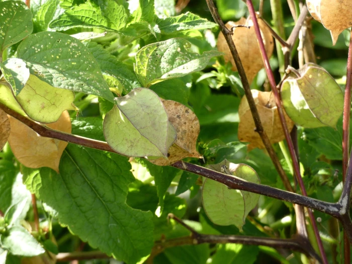 Physalis pubescens image