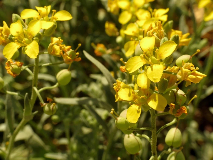 Physaria gordonii image