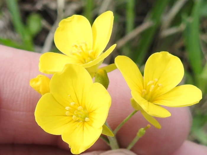 Physaria gracilis image