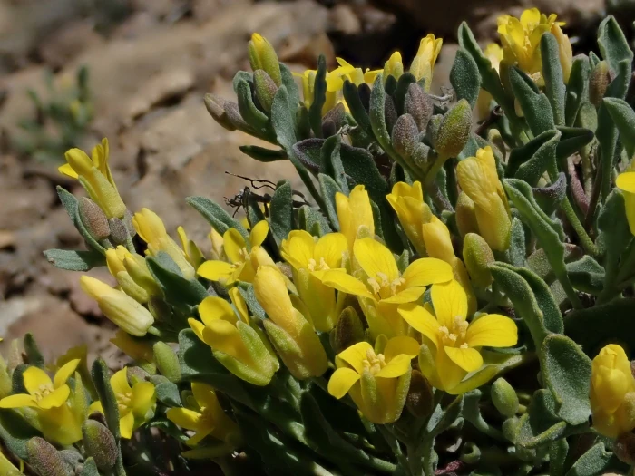 Physaria occidentalis image