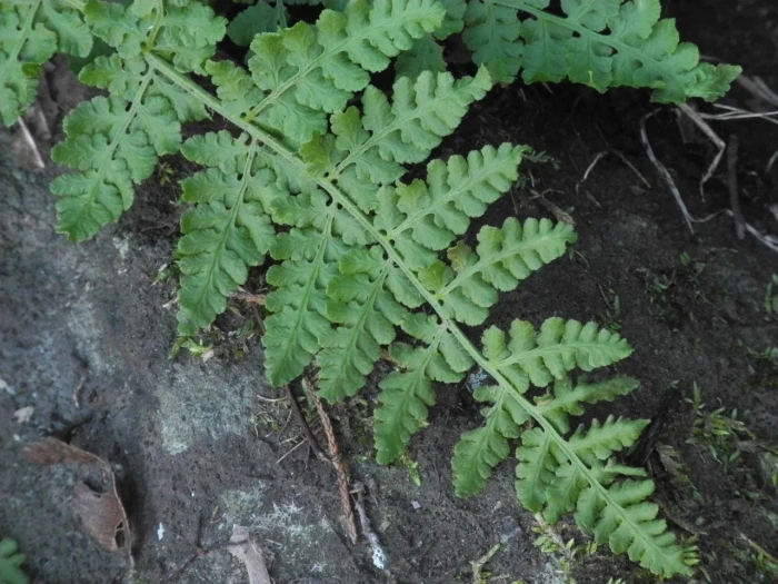 Physematium obtusum image