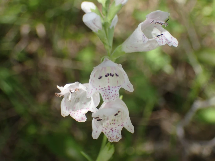 Physostegia angustifolia image