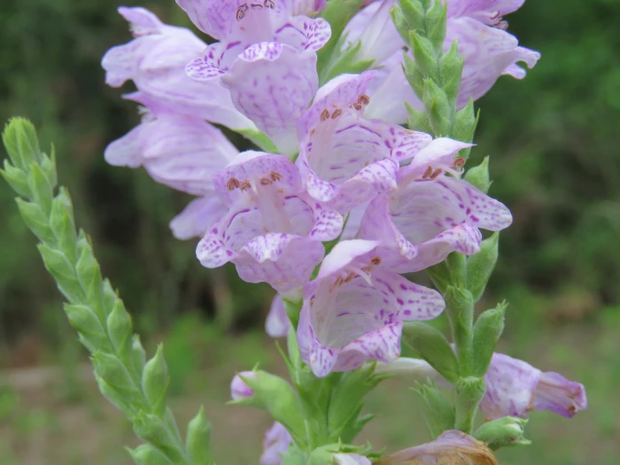 Physostegia digitalis image