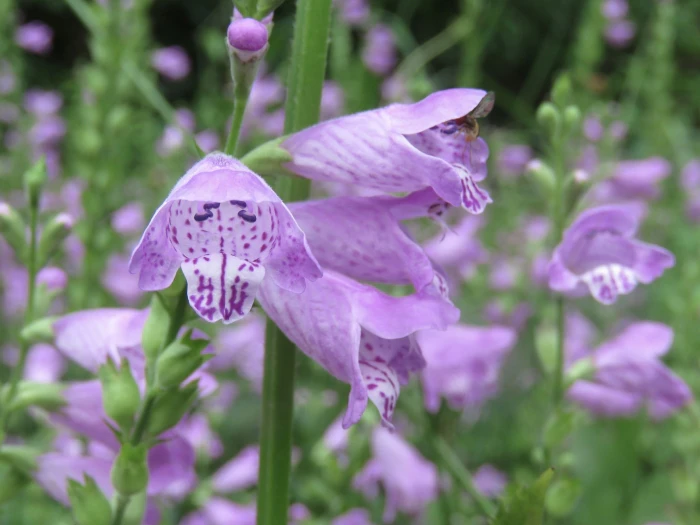 Physostegia pulchella image