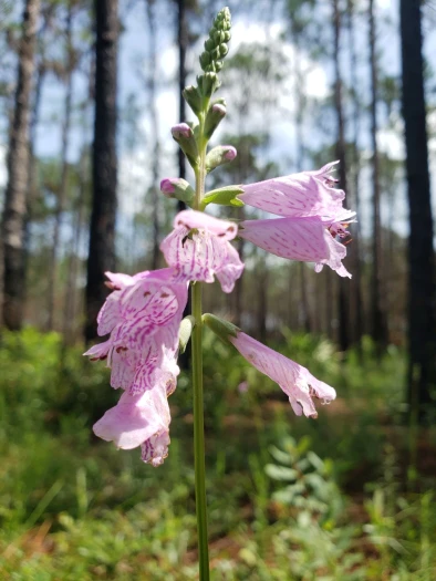 Physostegia purpurea image