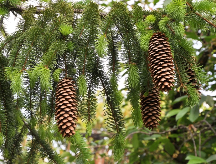 Picea abies image