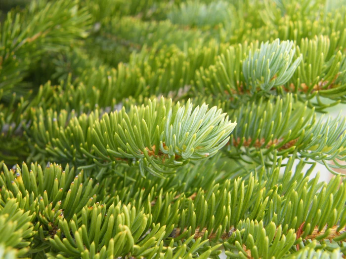 Picea engelmannii image