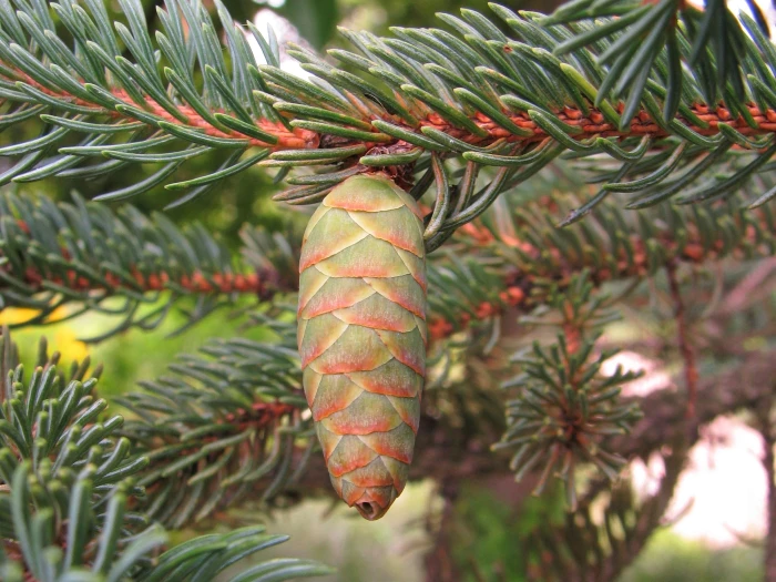 Picea glauca image