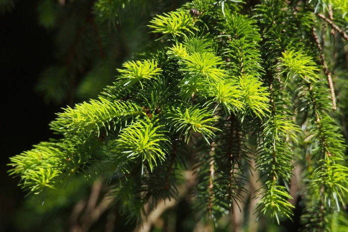 Picea jezoensis image