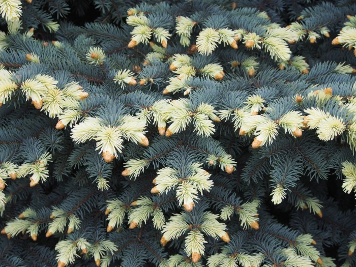 Picea pungens image