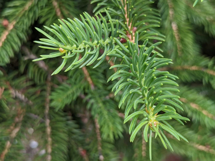 Picea torano image