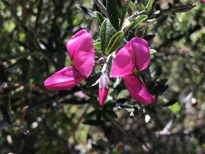 Pickeringia montana image