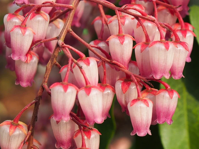Pieris japonica image