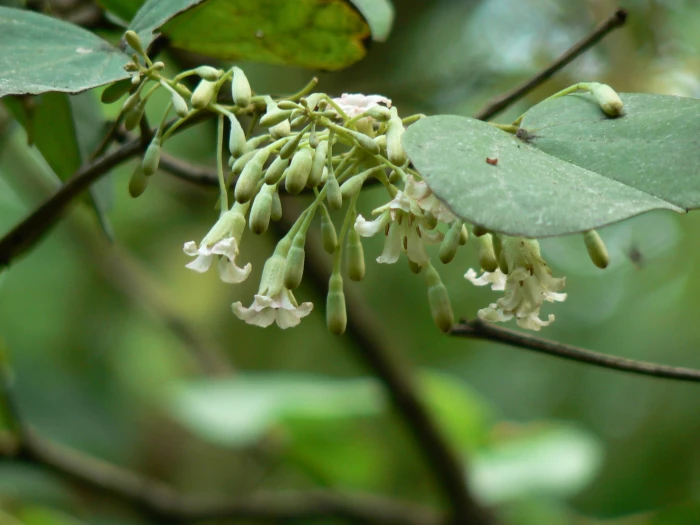 Piliostigma malabaricum image