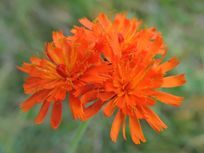 Pilosella aurantiaca image