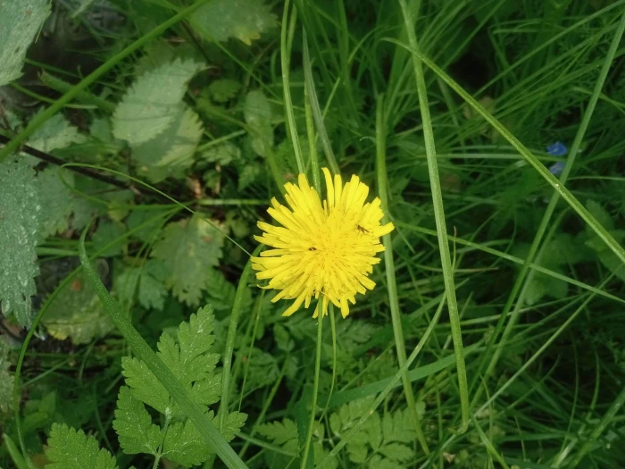 Pilosella officinarum image