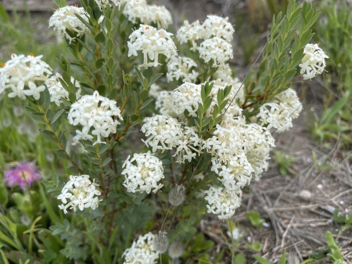 Pimelea glauca image