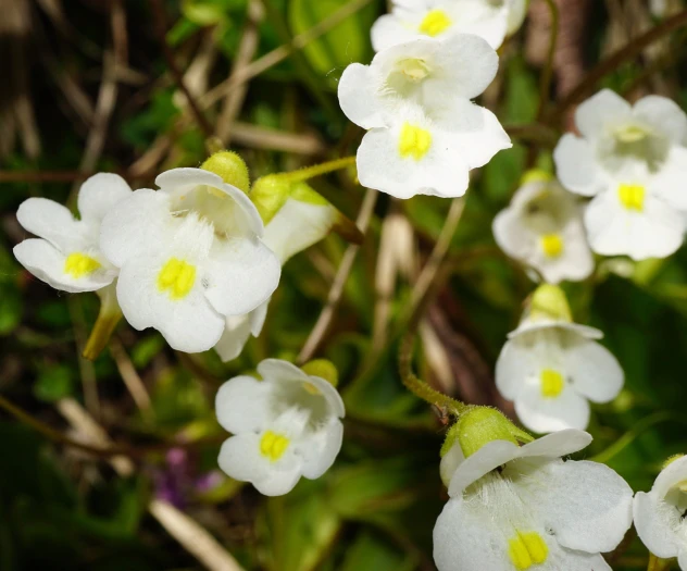 Pinguicula alpina image