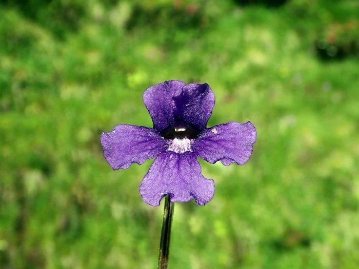 Pinguicula grandiflora image