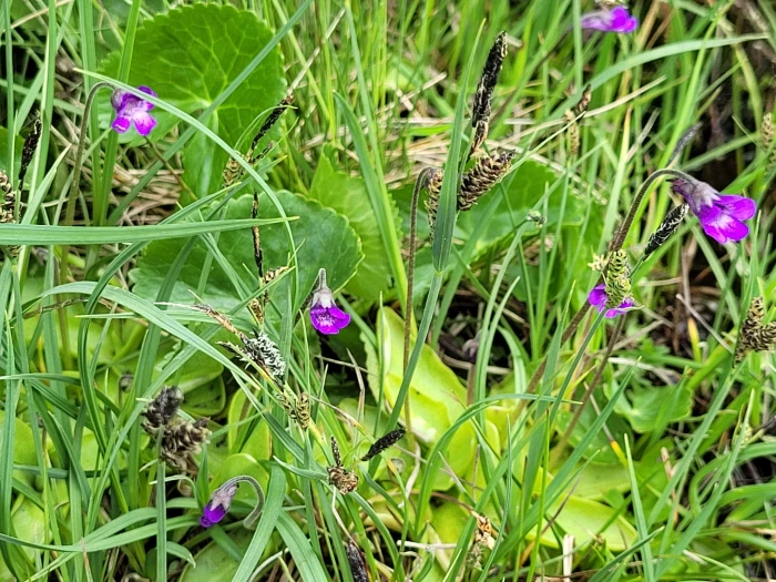 Pinguicula vulgaris image