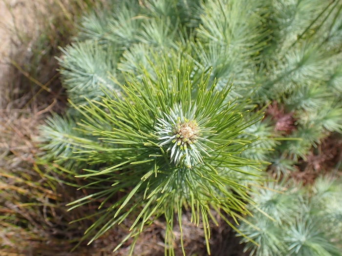 Pinus canariensis image